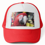 Macaw hat Macaw hat