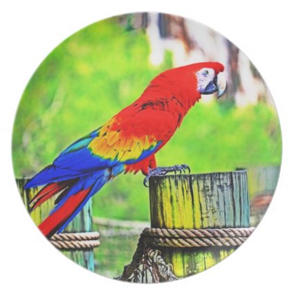 macaw hdr saturated bird image party plates