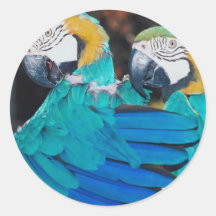 Macaw Hug Sticker
