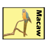 Macaw III Postcard