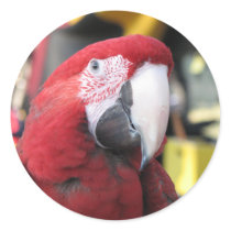 Macaw large sticker by MobyD46 Macaw large sticker