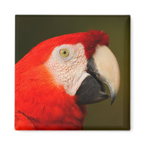 macaw magnets by WorldDesign macaw magnets