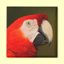 macaw magnets