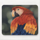 Macaw Mousemat Macaw Mousemat