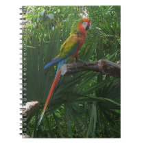 Macaw Notebook