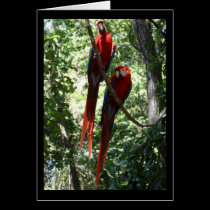 Macaw Notecard cards