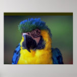 Macaw Parrot Bird Wall Poster Mural posters