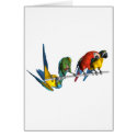 Macaw Parrot cards
