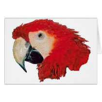 Macaw Parrot cards