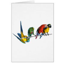 Macaw Parrot Cards