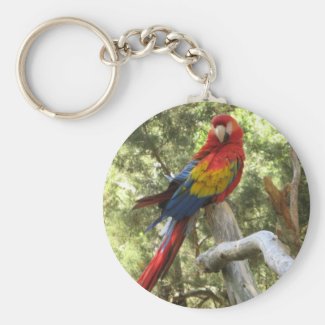 Macaw Parrot Keychain