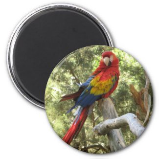 Macaw Parrot Magnet