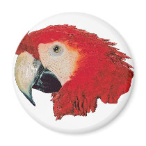 Macaw Parrot magnets