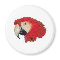 Macaw Parrot magnets