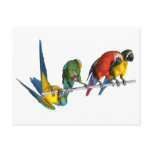Macaw Parrot
