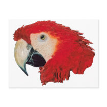 Macaw Parrot Postcards postcards