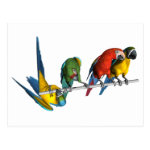 macaw parrot postcards r4dfb37551abe4097ad401990967b67d6 vgbaq 8byvr 150 Venezuela