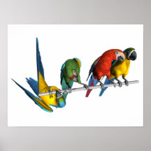 Macaw Parrot Posters