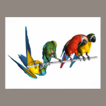 Macaw Parrot posters