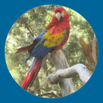 Macaw Parrot Sticker stickers