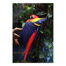 Macaw Personalized Invite