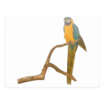 Macaw Post Card