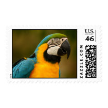 macaw postage by WorldDesign macaw postage