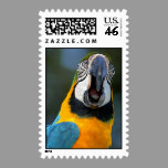 Macaw Postage postage