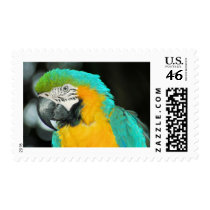 Macaw Stamp