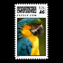 macaw postage