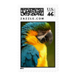 macaw stamp
