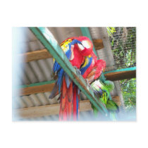 Macaw Postcard