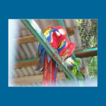 Macaw Postcard