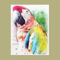 Macaw postcards
