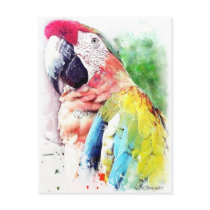 Macaw postcards