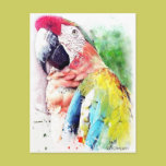 Macaw postcards
