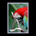 Macaw posters