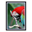 Macaw posters