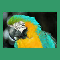 Macaw posters