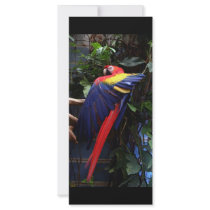 Macaw Custom Rack Cards