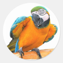 Macaw Round Stickers