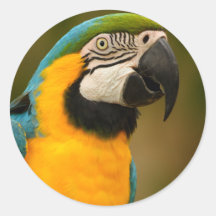 macaw round stickers