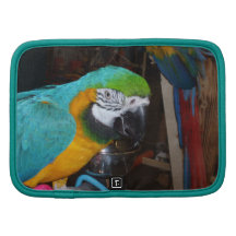 Macaw sonriente del azul y del oro organizador