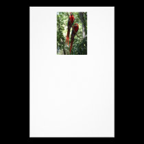 Macaw Stationary stationery