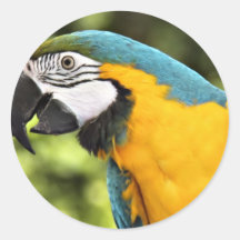 Macaw Sticker