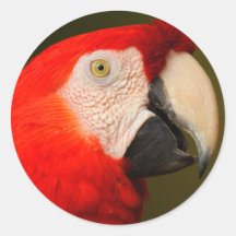 macaw stickers