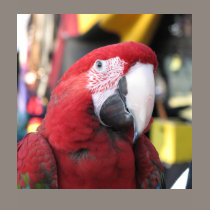 Macaw women's dark T shirt