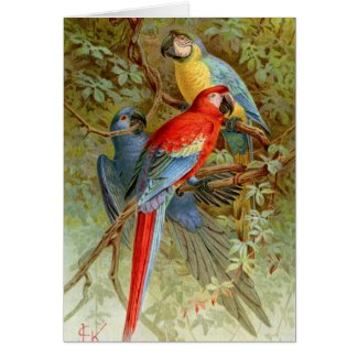 Macaws Greeting Card