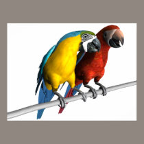 Macaws in Love posters