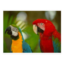 macaws postcards